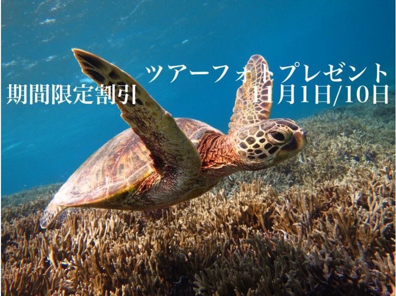 【宮古島/シュノーケル】完全貸切プライベートツアー♪可愛いウミガメに会いに行く☆催行1組（6名迄）