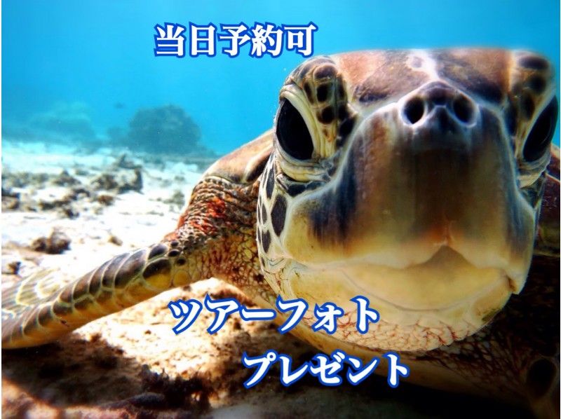 宮古島 貸切ツアー 可愛いウミガメに会いに行く ワクワクシュノーケルツアー アクティビティジャパン