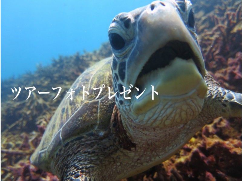 【宮古島・素潜り経験者】完全貸切♪ウミガメのちサメ時々マダラトビエイ！深めポイントでスキンダイビング