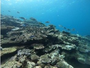 [Irabu Island] ☆ A tour to see coral reefs and fish in a beautiful tropical land ☆