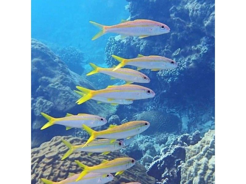 【沖縄・伊良部島】サンゴ礁とお魚ツアー☆美しい南国のお魚に会える♪