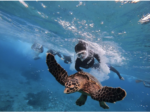 [Miyakojima] ☆ Sea turtle & fish exploration double tour ☆ You can enjoy two at a time. Great enjoyment plan!の画像