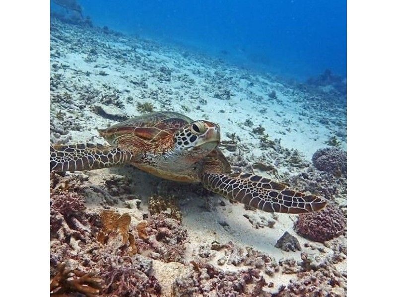 【沖縄・宮古島】浮人ウミガメ&お魚探検ダブルツアー☆秘密のスポットでウミガメと泳ごう！