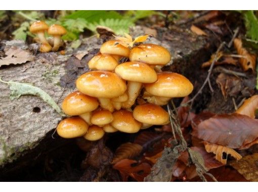 長野 野尻湖 きのこ溢れる秋の山へお宝探しに出かけよう ガイドと歩くきのこ狩りハイキング アクティビティジャパン