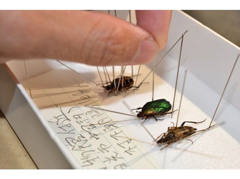 【栃木県・奥日光】自然解説員が教える昆虫標本教室!完成品はお土産に!自由研究にもおすすめ!