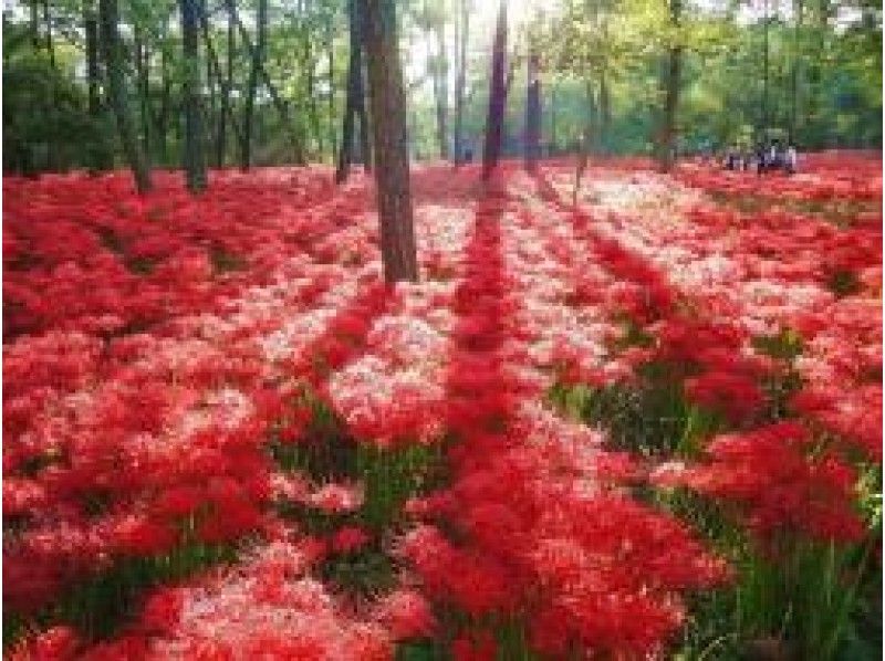 500万本深紅の絨毯「巾着田曼珠沙華」＆SL機関車パレオエクスプレス乗車体験バスツアー【14760】