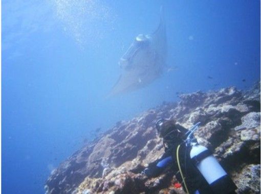 [Okinawa Ishigaki Fan Diving] Beginners are welcome! Fan 2 dive in Ishigaki island where you can Diving 365 daysの画像