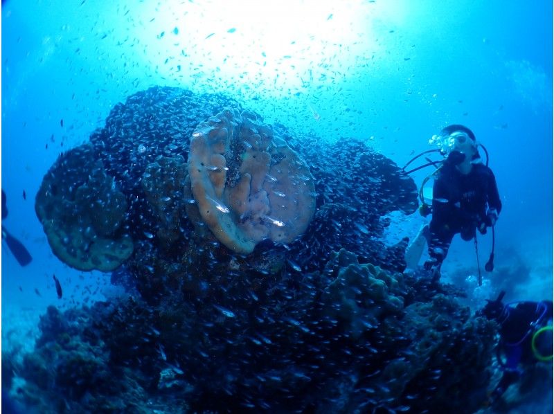 【沖縄・石垣島】2DIVE★友達・カップル割引有★憧れの水中世界を覗く1日体験ダイビングコース♬