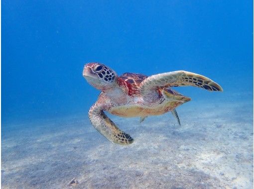 沖縄 宮古島 地域共通クーポンok 碧く透明に輝く海で泳ごう ウミガメシュノーケリング 写真データ無料 アクティビティジャパン