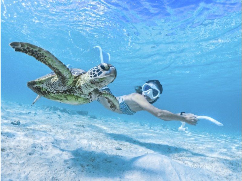 SALE! [Miyakojima/half day] Pick-up and drop-off available! Sea turtle snorkeling ★ High chance of encountering ★ Overwhelmingly high quality service ★ Free photo dataの紹介画像