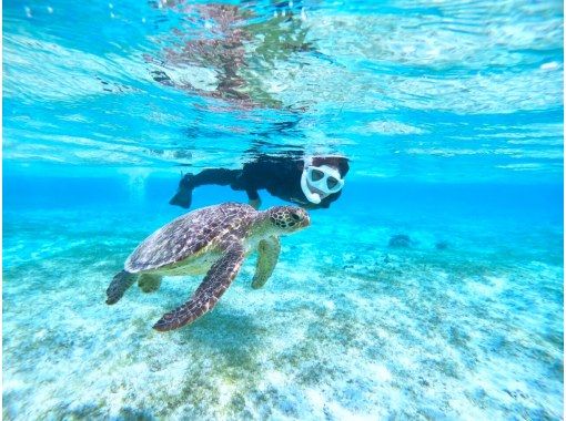[Miyakojima/half day] Pick-up and drop-off available! Sea turtle snorkeling ★ High chance of encountering ★ Overwhelmingly high quality service ★ Free photo dataの画像
