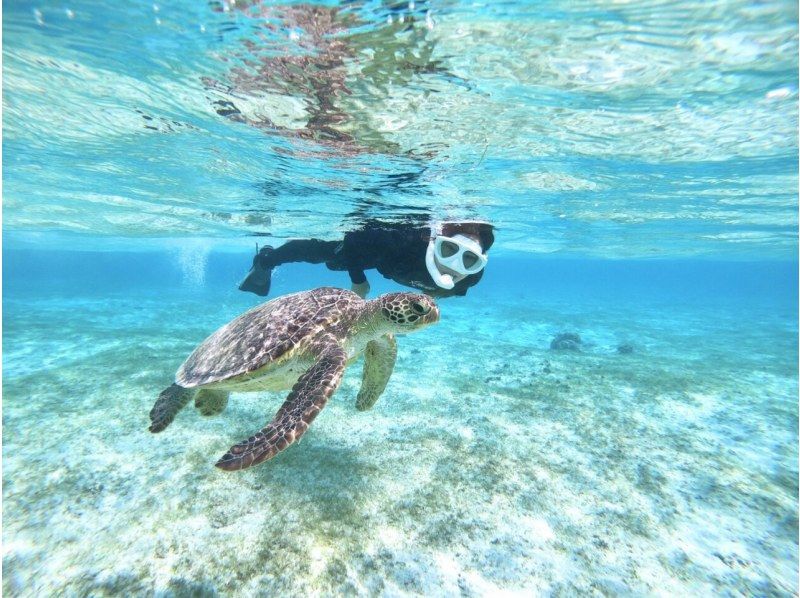 [Miyakojima/Half-day] Overwhelmingly high-quality service! Sea turtle snorkeling ★ High chance of encountering a turtle ★ Free photo data/equipment! Pick-up and drop-off consultation OK!の紹介画像