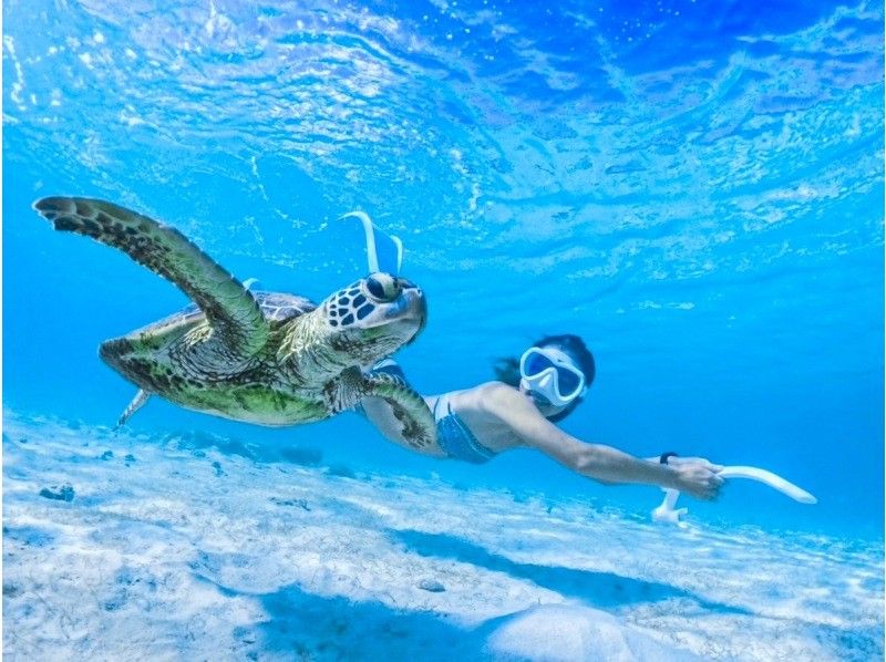 [Miyakojima/half day] Pick-up and drop-off available! Sea turtle snorkeling ★ High chance of encountering ★ Overwhelmingly high quality service ★ Free photo data [Student discount plan]の紹介画像