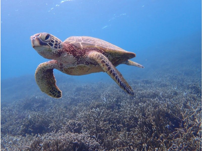 沖縄 宮古島 コロナ対策万全 碧く透明に輝く海で泳ごう ウミガメシュノーケリング 写真データ無料 アクティビティジャパン