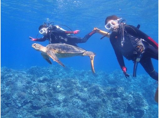 [冲绳/喀拉马]庆良间群岛1天2次潜水廉价的经验深潜浮潜の画像