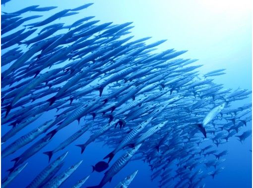 Free Campaign [Okinawa Kerama] Kerama Islands ★ 3 dives in 1 day ★ Cheap and affordable fun diving plan ★の画像