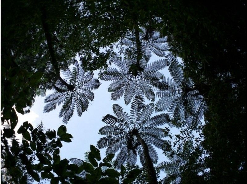 【鹿児島・奄美】奄美固有の植物や生物を満喫！金作原探検コース(2019/10新料金)