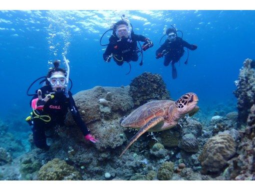 OWライセンス講習２日間 in 石垣島【ウミガメ、マンタに会えるかも！】高画質の写真・動画無料プレゼントの画像