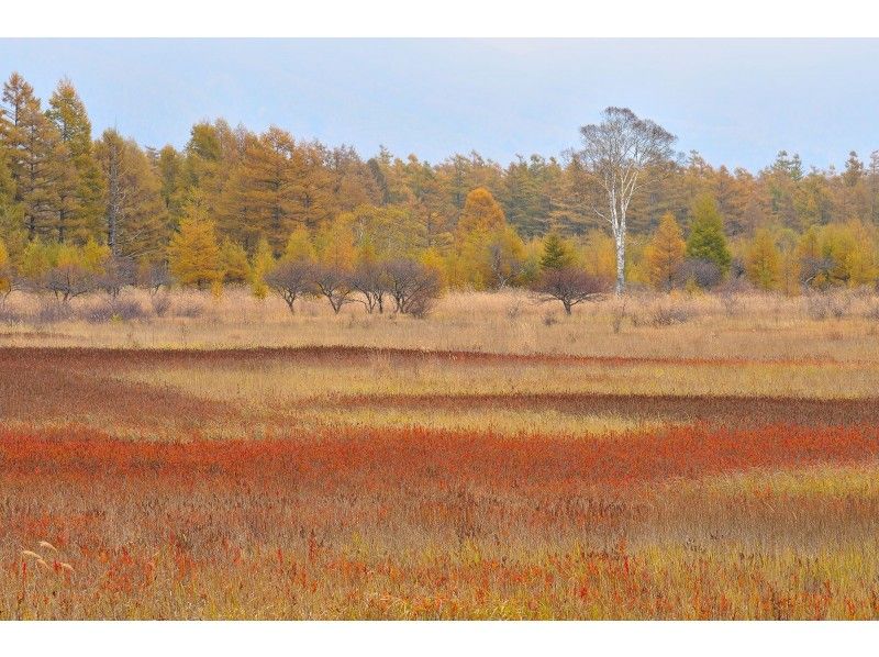 【栃木県・奥日光】小田代原『草紅葉』ガイドウォーク