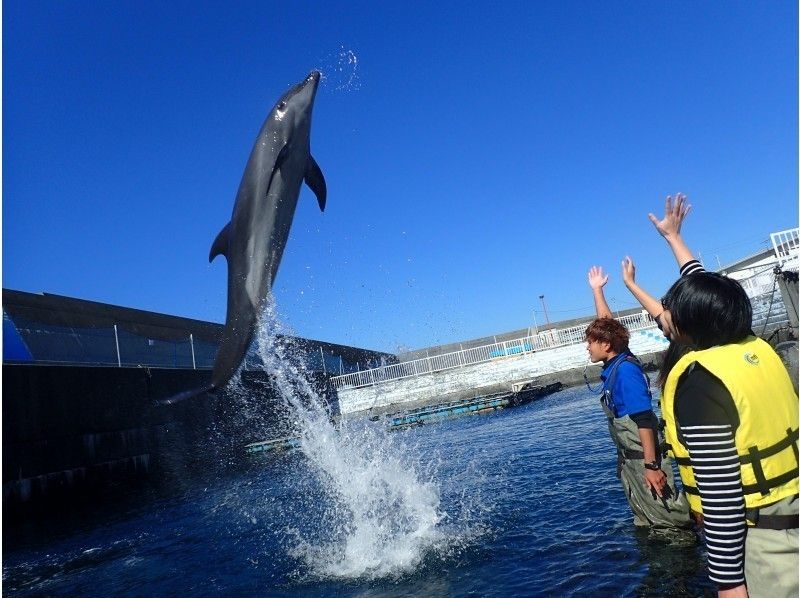 【高知・室戸岬】冬でもイルカと遊ぼう！〔冬季ふれあい体験〕
