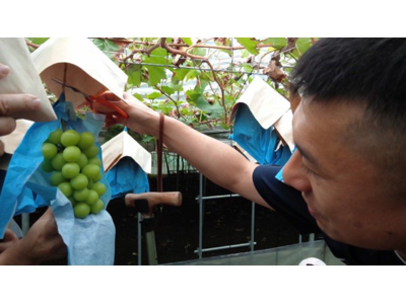 [Yamanashi ・ Koshu City] Hunting and tasting of grapes (Shine Muscat) 2 bunches can be taken home ♪の紹介画像