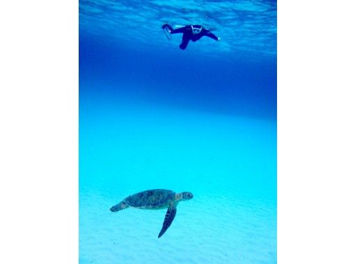 [Okinawa Zamami Island] Sea turtle snorkeling tour to enjoy in the Kerama blue sea with outstanding transparency!の画像