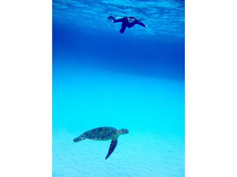 [Okinawa Zamami Island] Sea turtle snorkeling tour to enjoy in the Kerama blue sea with outstanding transparency!の紹介画像