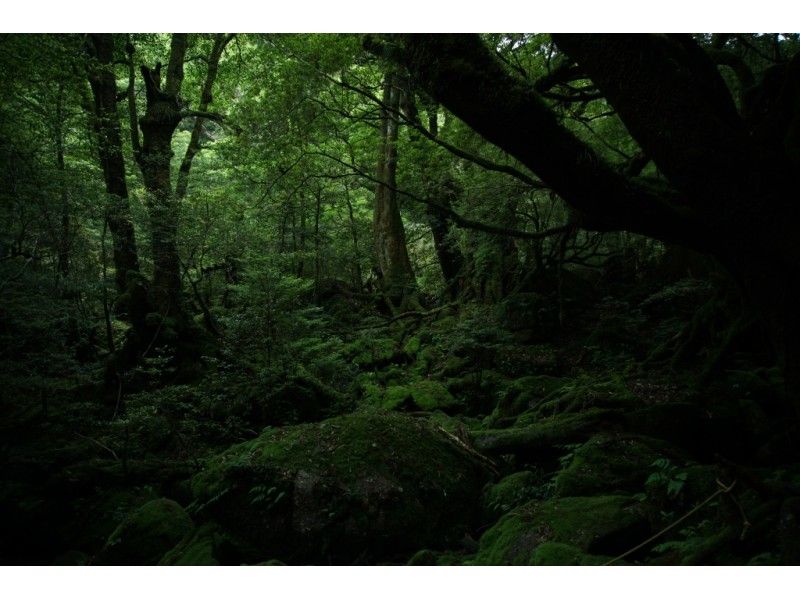 【鹿児島・屋久島】森と川を一日で楽しむ少し欲張りなツアー!トレッキング&SUP【お子様におすすめ】