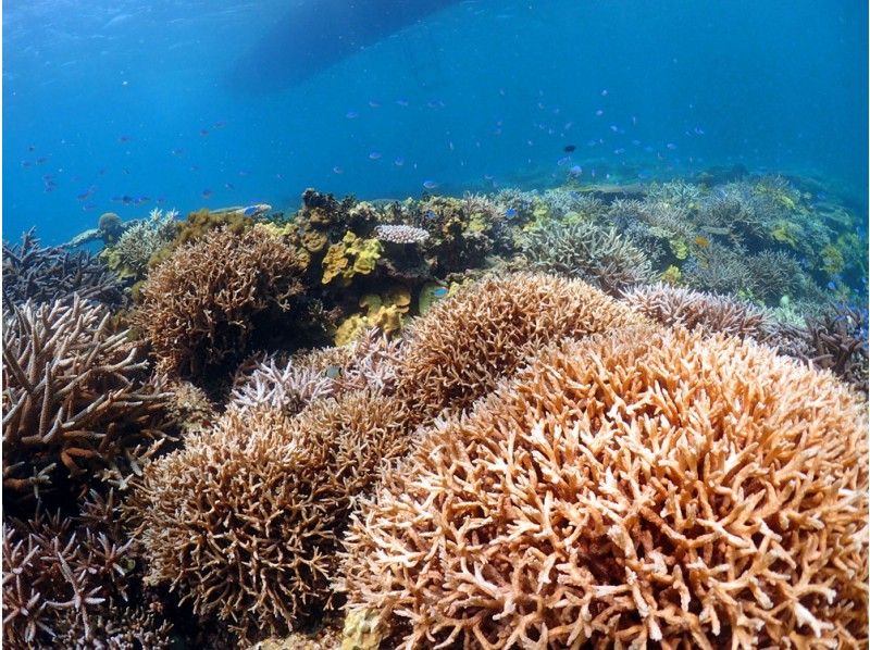 ボートシュノーケルで奄美の海を満喫！