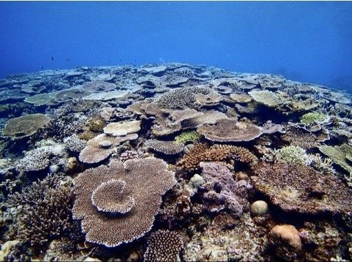 シュノーケル・ビーチ・宜野湾【施設完備・シュノーケル・魚に餌付け・写真プレゼント】の画像