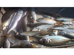 【東京・羽田】乗り合い船♪餌付け不要！！！「アジ爆釣便 120分」初心者、女性、お子様、大歓迎！