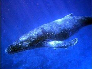 [half-day Whale watching tour] Let's see whales in the sea of Ogasawara! [Winter only] (half-day tour)