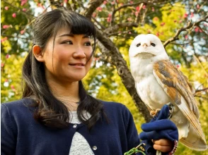 Owl Cafe Visit and Falconry Walk in Kokubunji City