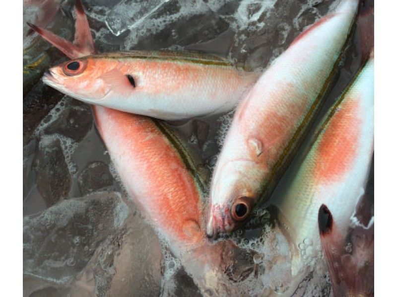 【沖縄北部・国頭村】地元漁師と一緒に沖縄の県魚グルクン（タカサゴ）釣りツアー
