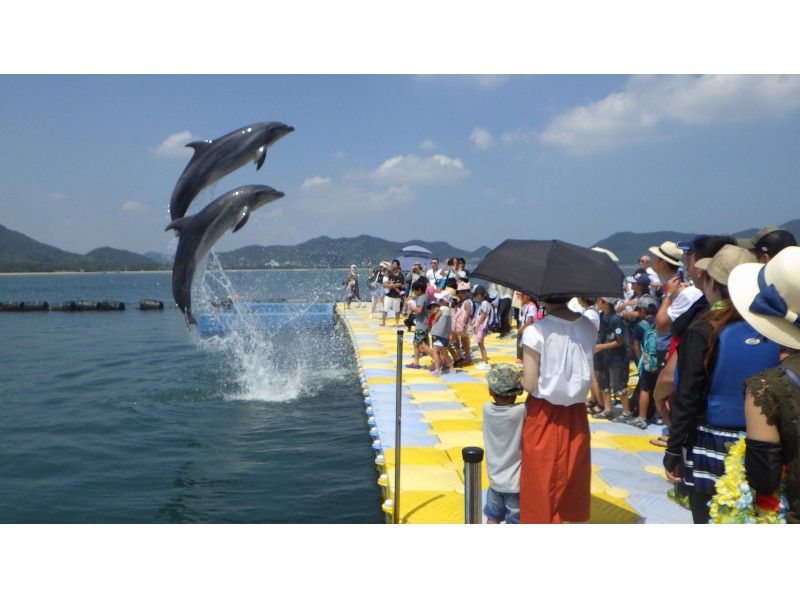 【香川・さぬき】シーカヤックでイルカに会いに行こう！ドルフィンファミリーコースの紹介画像