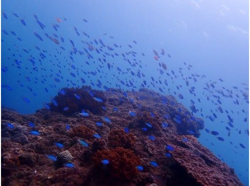 【四国・徳島】秋からのダイビングベストシーズン！参加の皆さんの水中写真もプレゼント！初心者歓迎　ビーチ体験ダイビングの画像