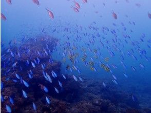 【四国・徳島】初心者歓迎☆　秋のダイビングベストシーズン！参加の皆さんの水中写真もプレゼント！熱帯魚の楽園ぽっこり小島で体験ダイビング