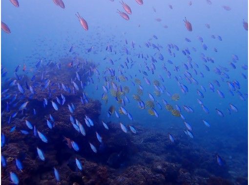 【四国・徳島】初心者歓迎☆ 秋のダイビングベストシーズン!熱帯魚の楽園ぽっこり小島で体験ダイビング