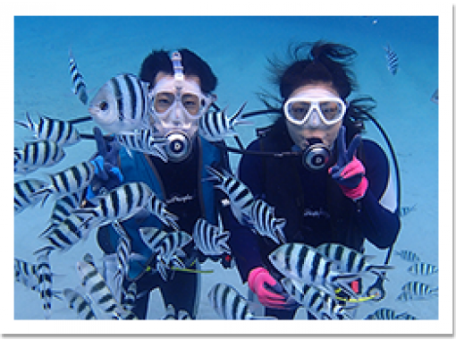[Tokyo Ogasawara] Let's enjoy the sea of Ogasawara easily! Experience Diving(half-day course)の画像
