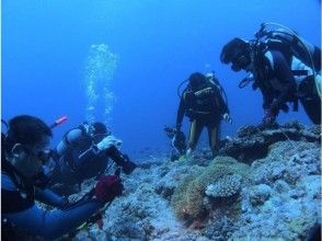 【ライセンス取得】 NAUIスクーバダイバーコース (オープンウォーターコース・3名様以上)の画像