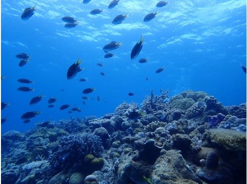 Experience Diving and snorkel in Kerama & Blue cave snorkelの画像