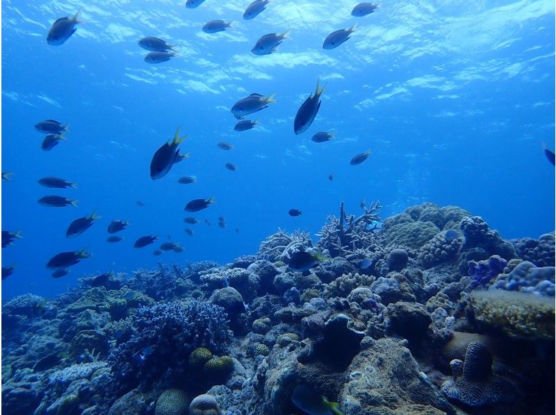 Experience Diving and snorkel in Kerama & Blue cave snorkelの紹介画像