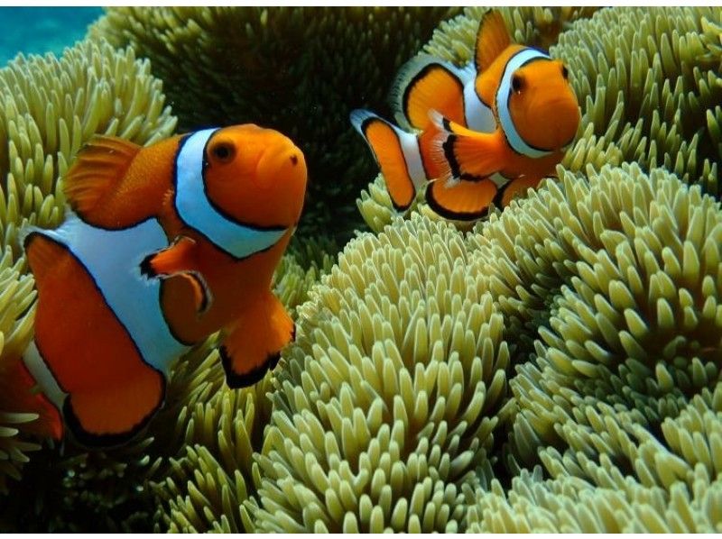 【青の洞窟＋クマノミ】伊良部島の海で青の洞窟とクマノミを一緒に見よう！ツアー写真付き！