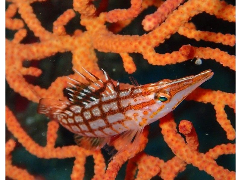 初回限定2020年4月までの期間限定 初島ファンダイブ 熱海駅送迎あり