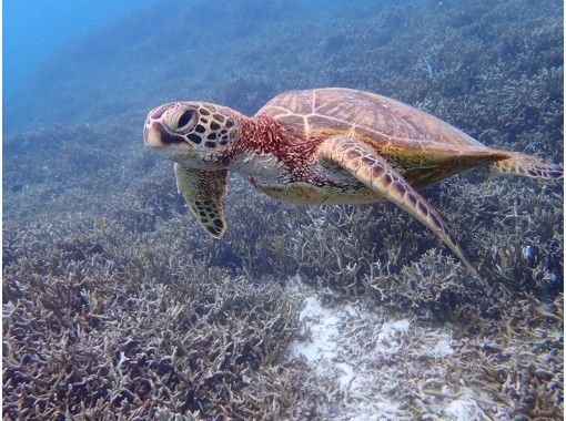 【沖縄・宮古島】【半日】ウミガメシュノーケリング&絶景SUP/カヌー半日パック【写真データ無料】の画像