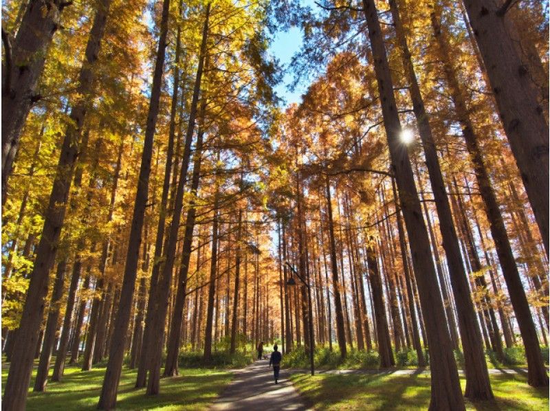 メタセコイアの森＆名庭園の紅葉３景＆丸の内イルミネーション～ホテル椿山荘東京にて昼食【15315】