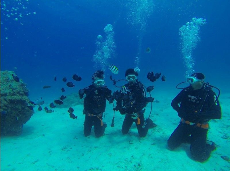 【沖縄/本部：美ら海水族館近く】ビーチ体験ダイビング＆どきどきマリンパック３
