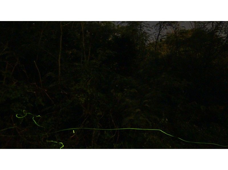 [沖縄宮古島] [晚]參加從0歲開始就可以了！ 1套包機！和螢火蟲和星空攝影之旅の紹介画像