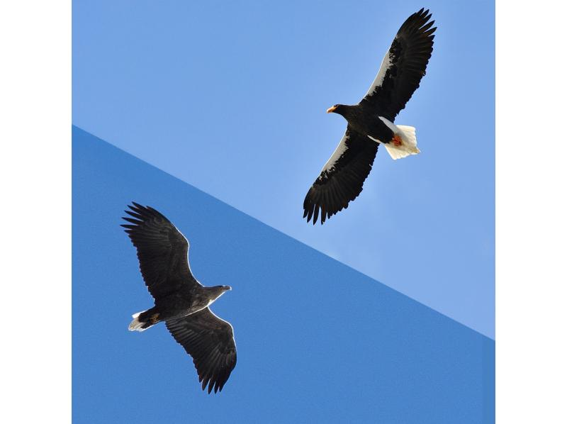 【初心者大歓迎！バードウォッチング入門イベント】オオワシ・オジロワシをさがそう！【冬空に舞う・中禅寺湖空の王者】【栃木県・奥日光】の紹介画像