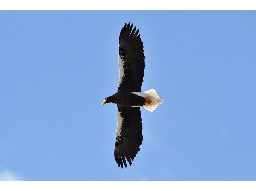 【冬空に舞う・中禅寺湖空の王者】オオワシ・オジロワシをさがそう！【初心者大歓迎！バードウォッチング入門イベント】【栃木県・奥日光】の画像